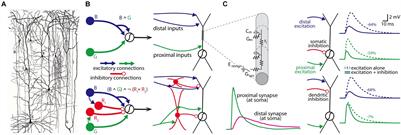 Revealing the Synaptic Hodology of Mammalian Neural Circuits With Multiscale Neurocartography